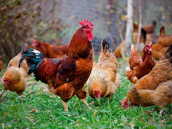 Породы куриц | ЗооТом - продажа, вязка и услуги для животных в Зеленоградске