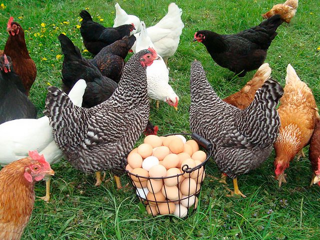Содержание кур и уход за ними | ЗооТом - продажа, вязка и услуги для животных в Зеленоградске