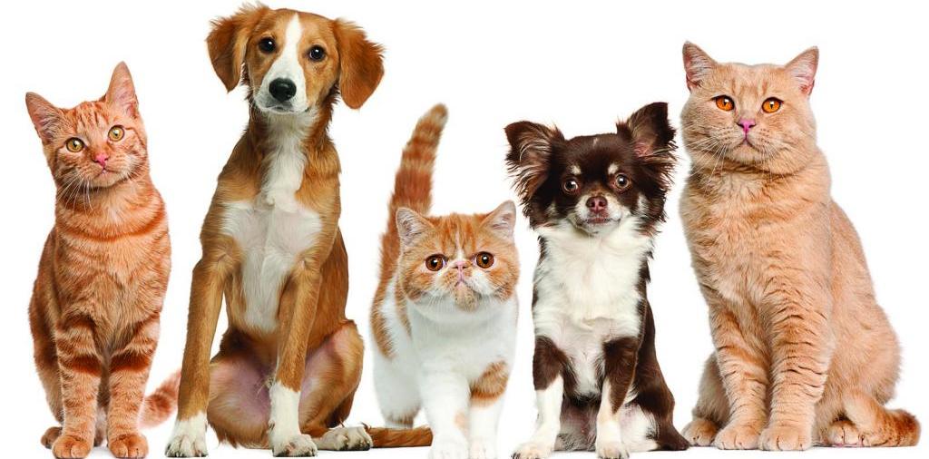 Доска объявлений о животных | ЗооТом - продажа, вязка и услуги для животных в Зеленоградске