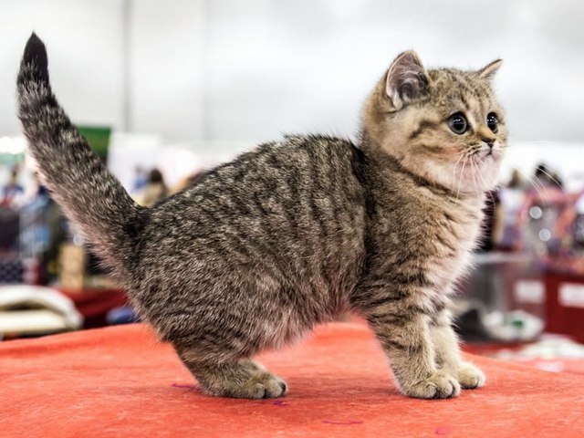 Породы кошек в Зеленоградске | ЗооТом портал о животных