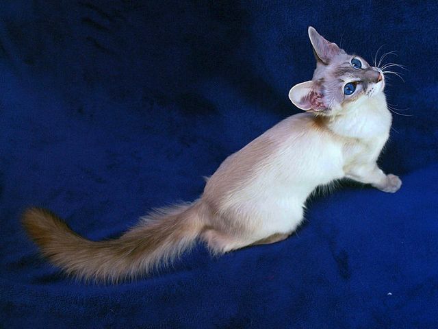 Выведенные породы кошек в Зеленоградске | ЗооТом портал о животных