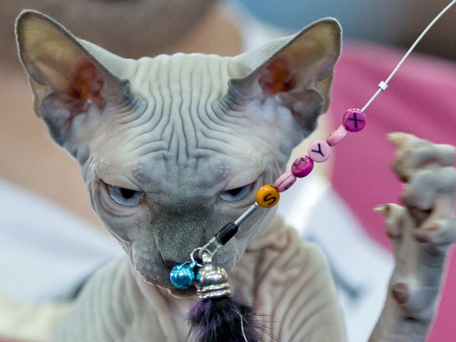 Выставки кошек в Зеленоградске | ЗооТом портал о животных