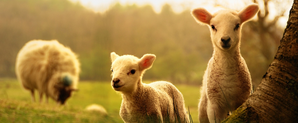 Объявления о сельскохозяйственных животных | ЗооТом - продажа, вязка и услуги для животных в Зеленоградске