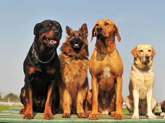 Крупные породы собак в Зеленоградске | ЗооТом портал о животных