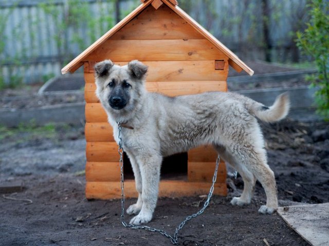 Все о собаках в Зеленоградске Все о собаках в Зеленоградске